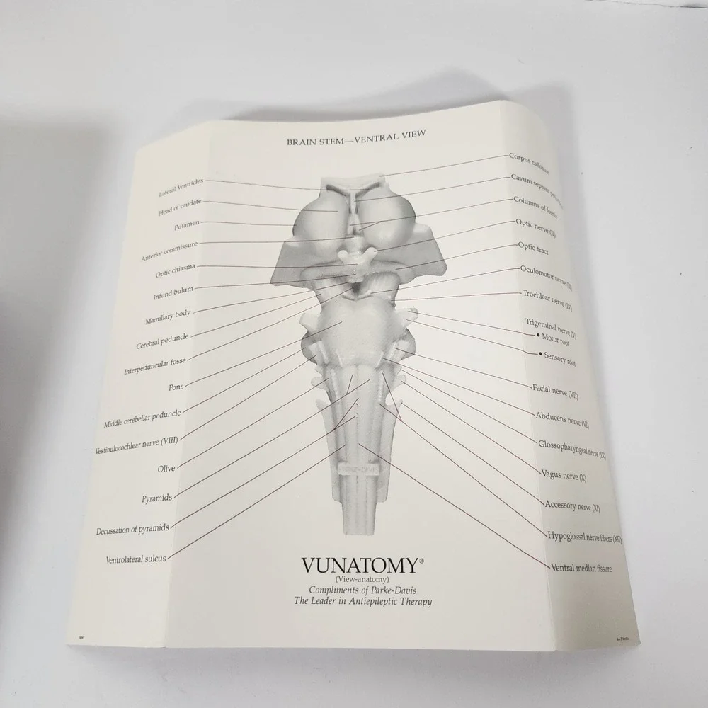 Vintage Parke-Davis VUNATOMY Brain Stem Anatomical Model w/ Box & Fold-Out Guide
